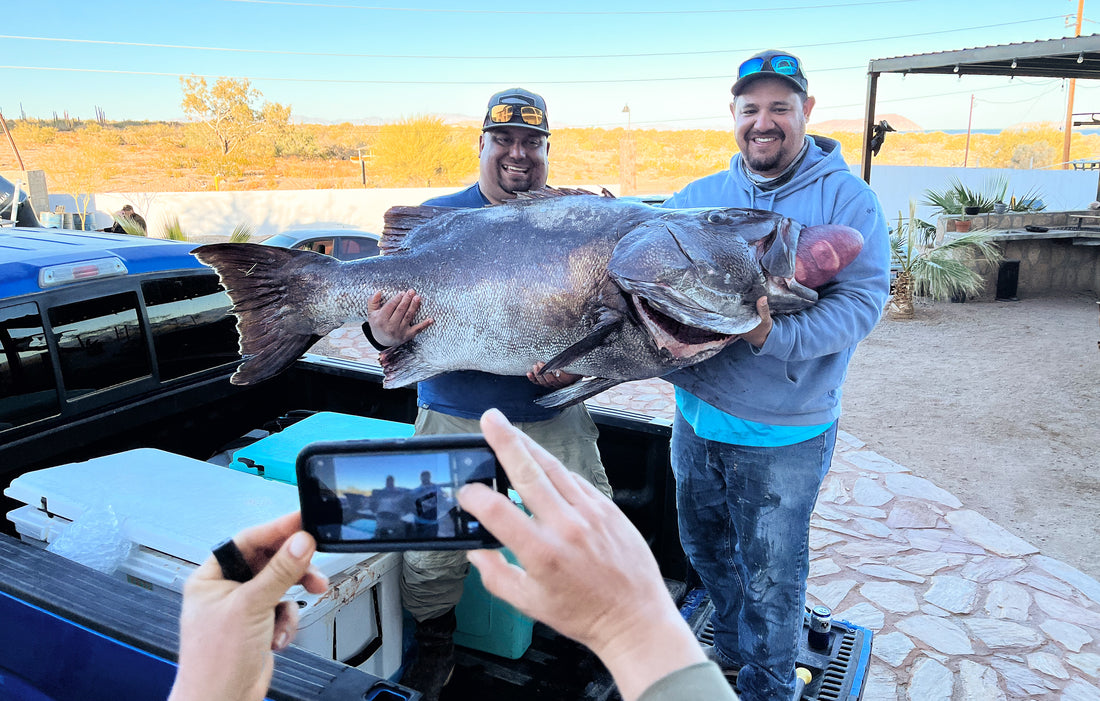 Black Seabass: Two Coasts – Why They’re Kept in Mexico but Not in California