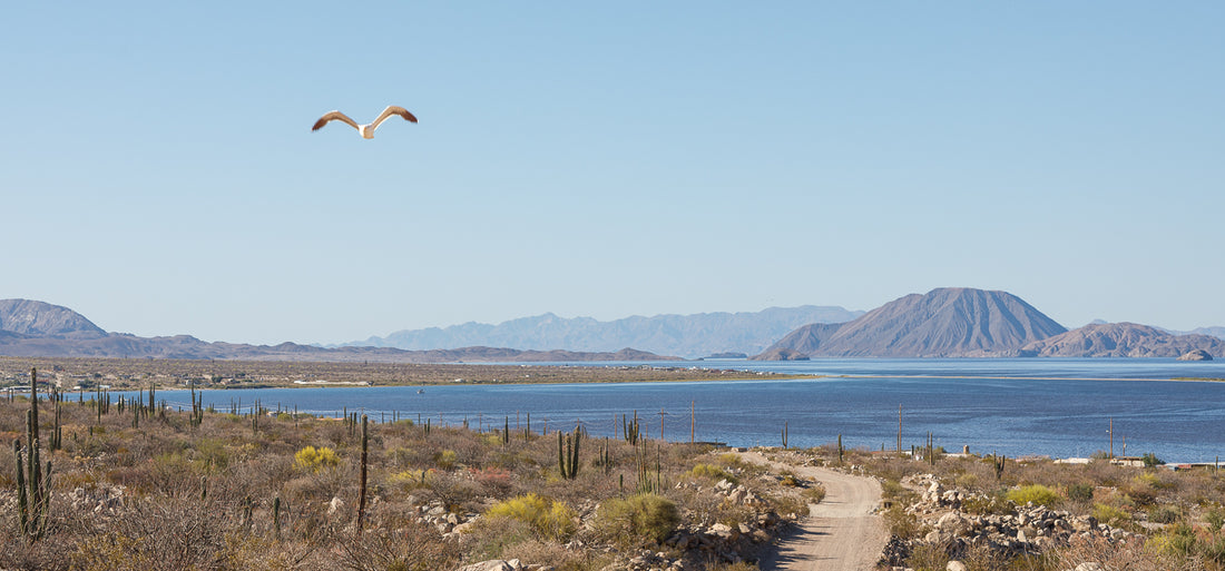 Sustainable Fishing: Maximizing Impact with Baja Pescador